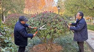 贝博艾佛森 宜都市政绿化常用树
